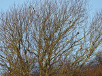 FZ011970 Woodpigeons (Columba palumbus) in tree.jpg